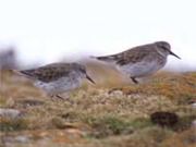 link to sandpiper